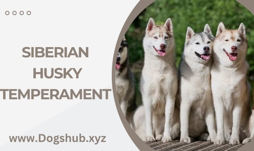 Siberian Husky Temperament