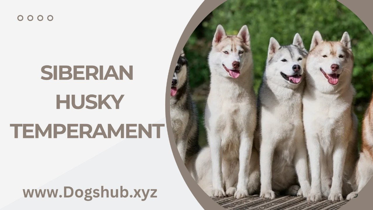 Siberian Husky Temperament