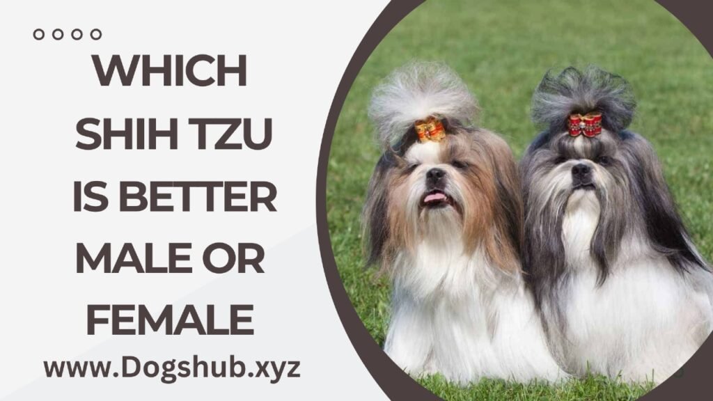 Which Shih Tzu Is Better Male Or Female