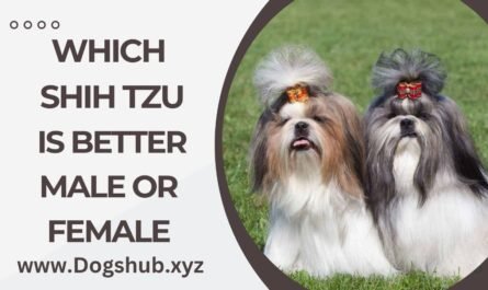 Which Shih Tzu Is Better Male Or Female