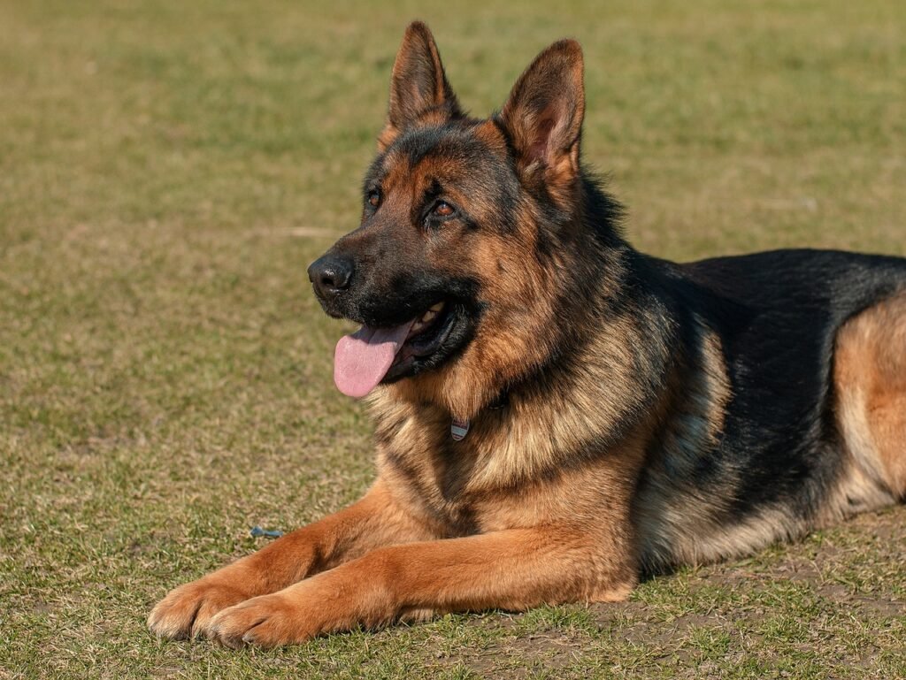 German Shepherd Overview