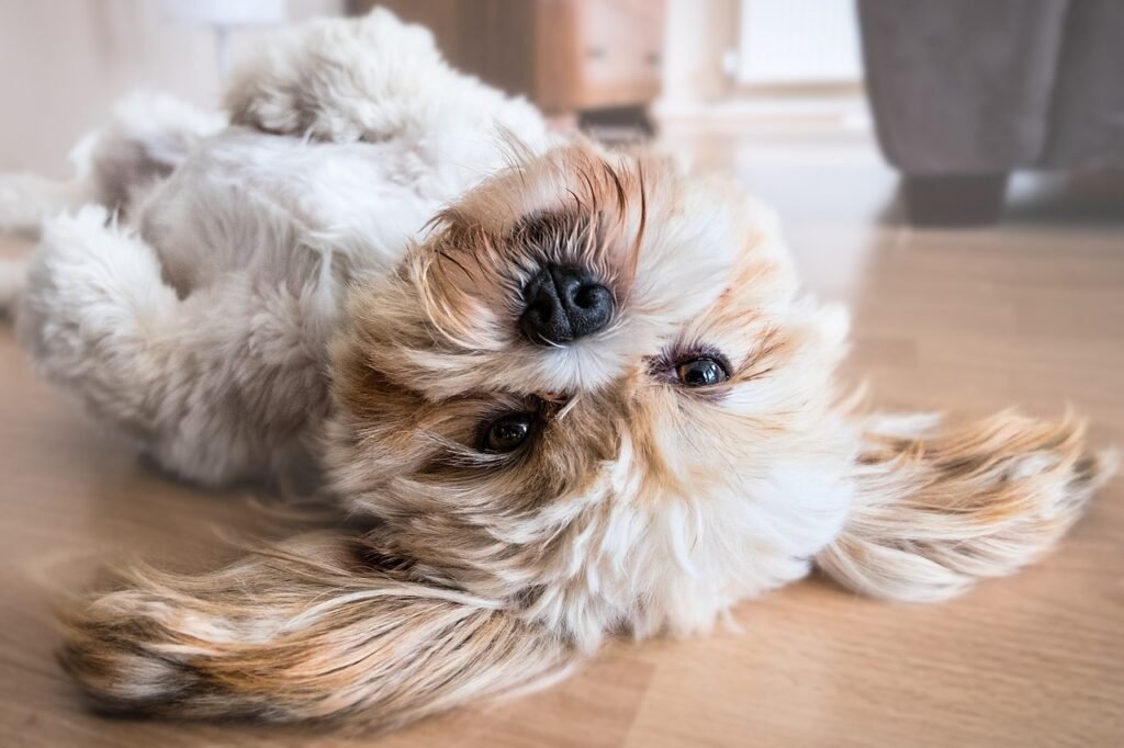 10 Reasons not  to Get a Shih Tzu