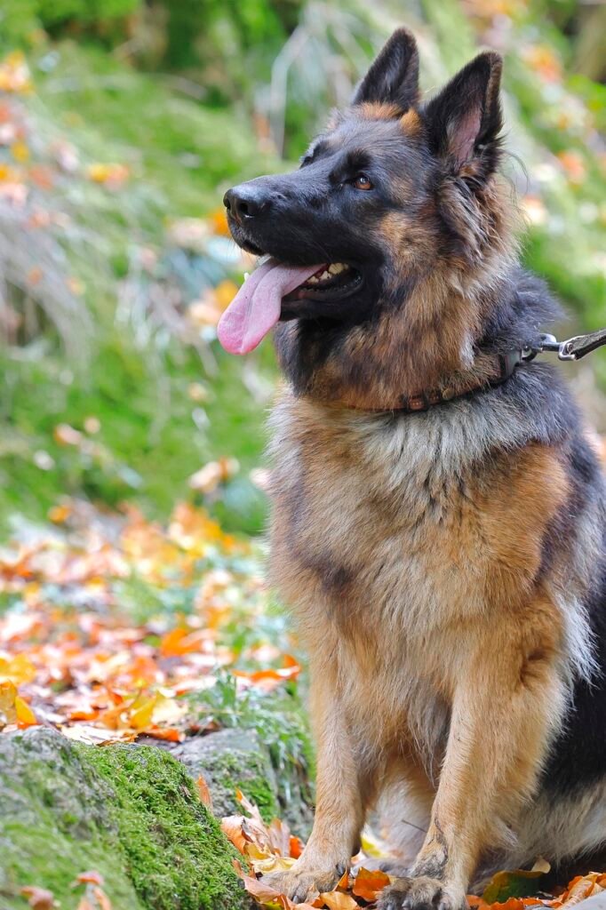 German Shepherd Overview