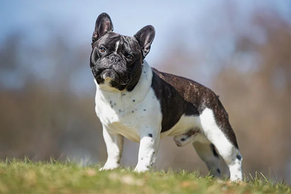 French Bulldog Overview