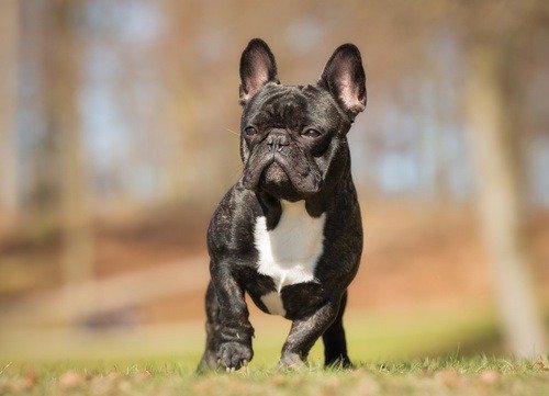 French Bulldog Overview