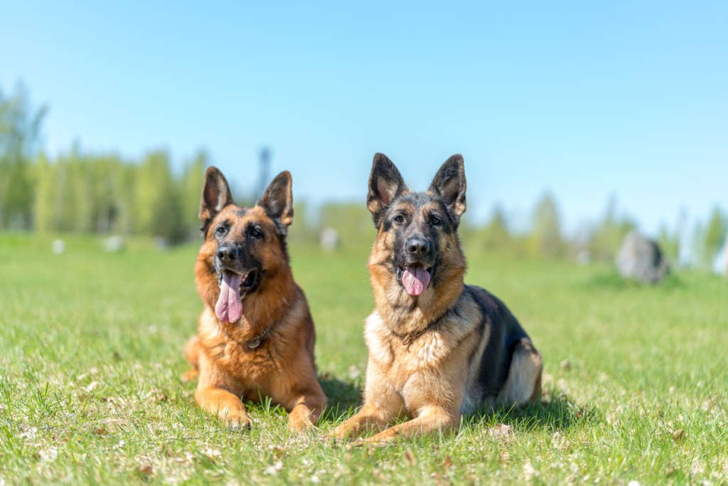 10 German Shepherd Facts