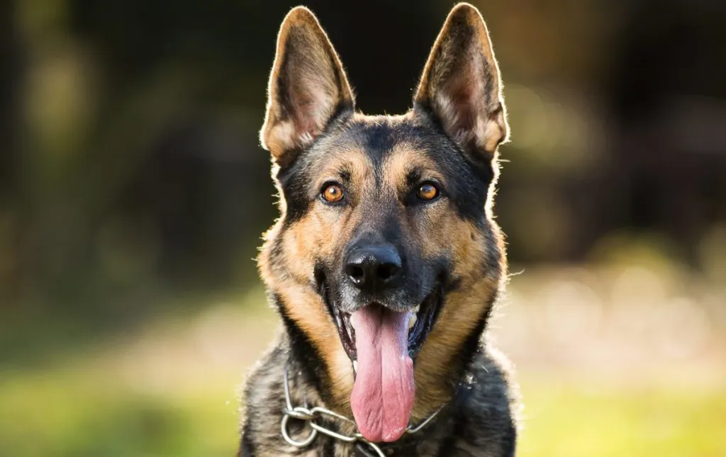 10 German Shepherd Facts