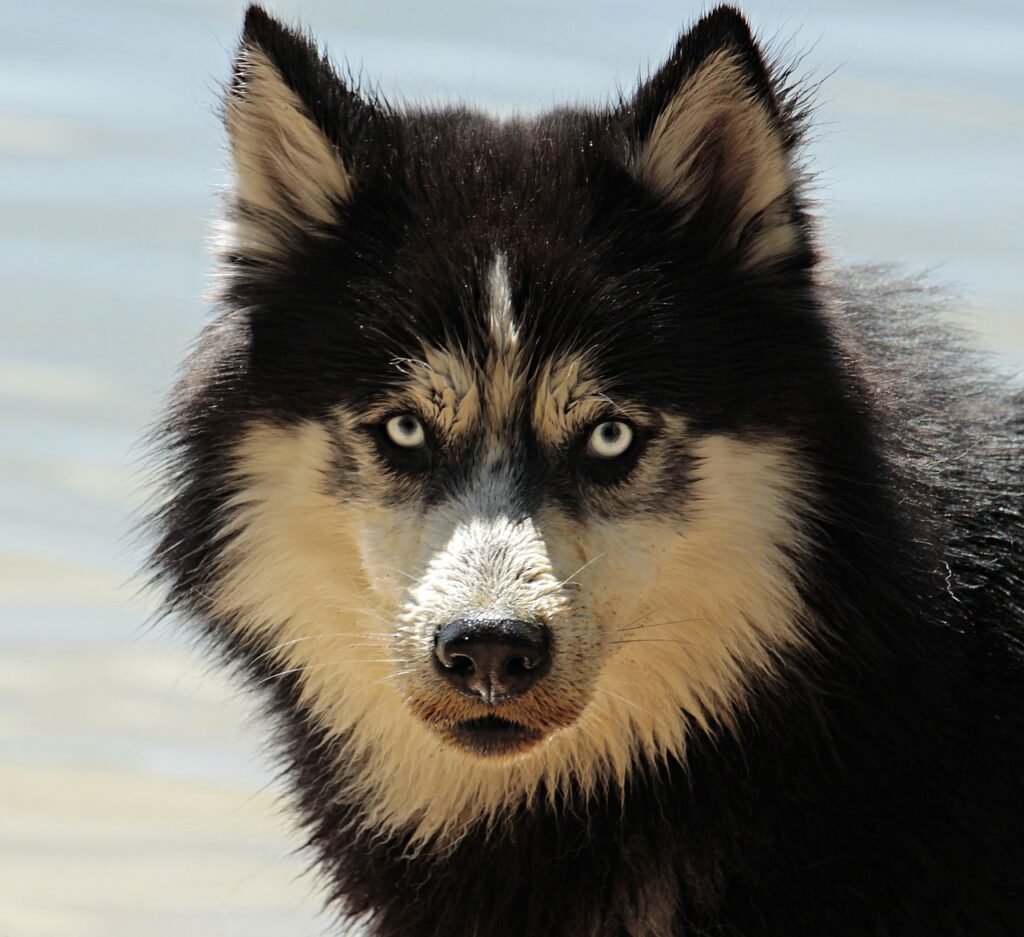 10 Interesting Facts About Siberian Huskies