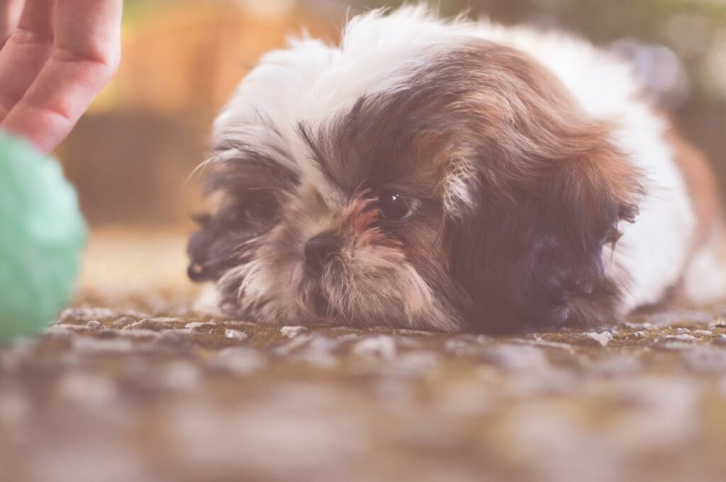 10 Reasons not  to Get a Shih Tzu