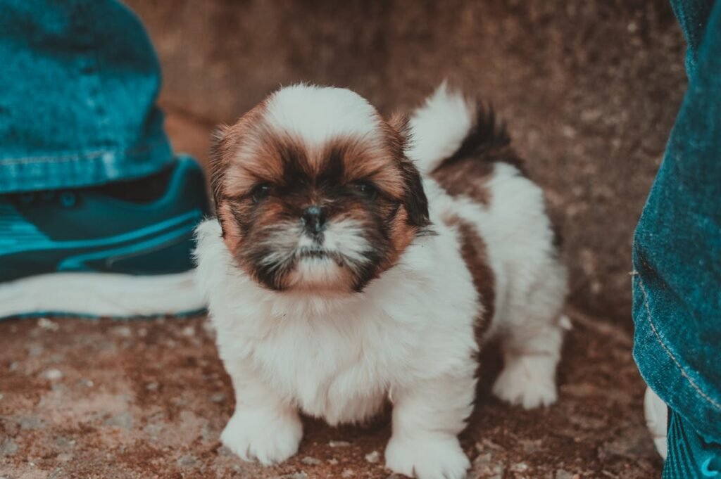 10 Reasons not  to Get a Shih Tzu