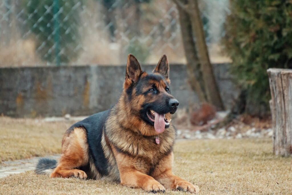 4 Types of German Shepherd