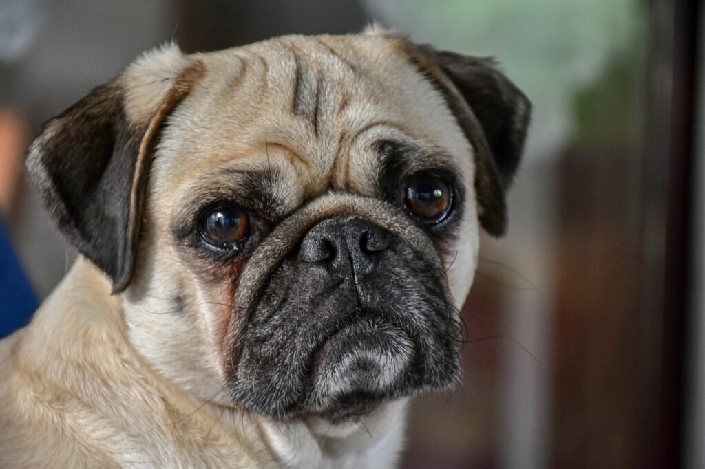 Why are Pugs so Popular