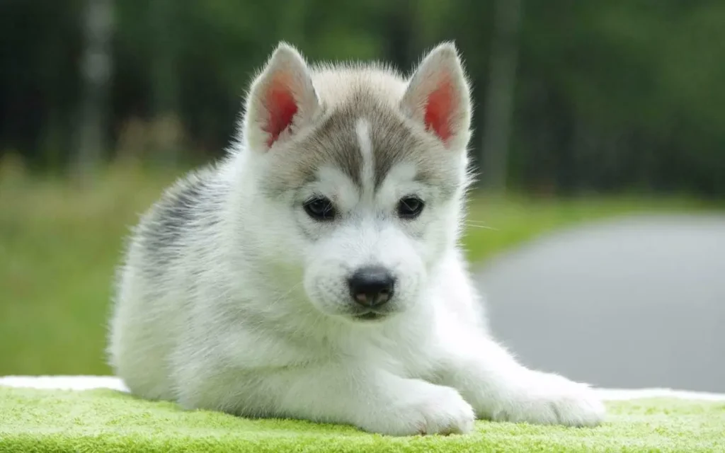 Siberian Husky Overview