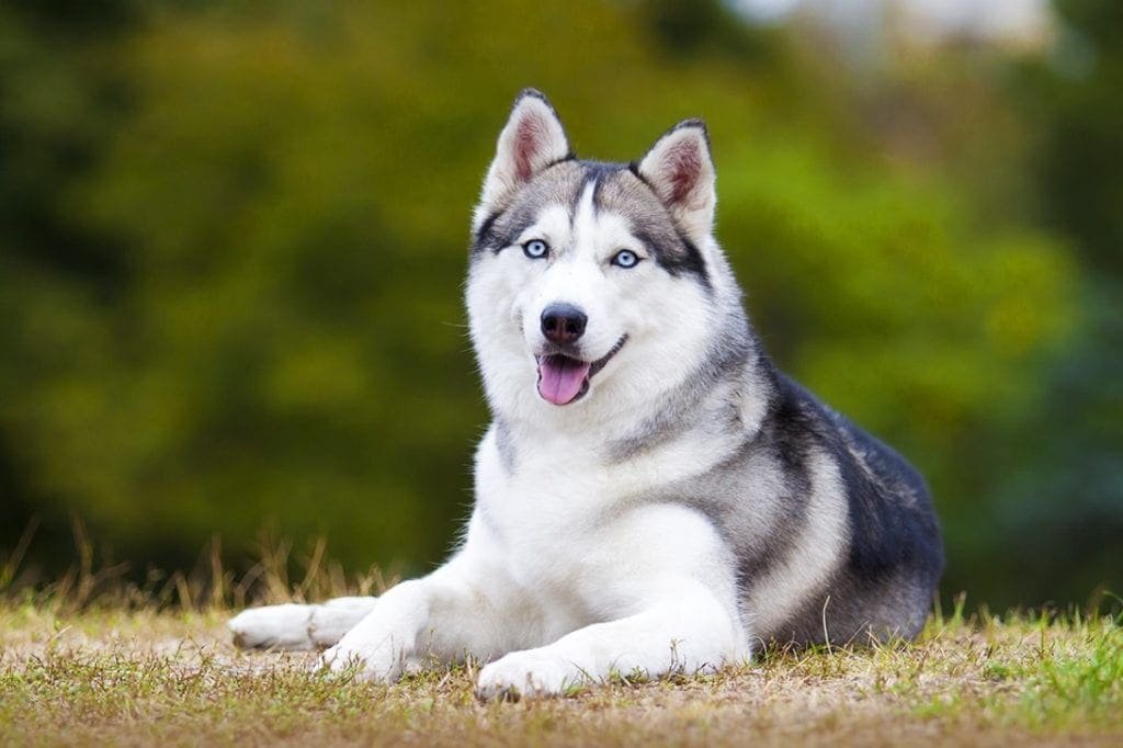 Siberian Husky Overview