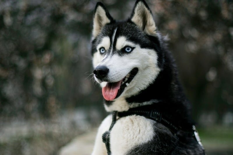 Siberian Husky Overview