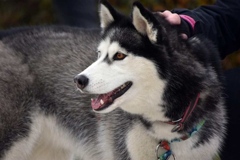 10 Interesting Facts About Siberian Huskies