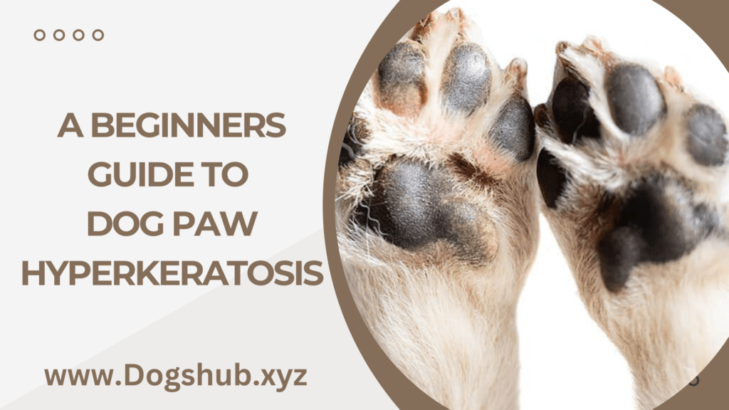 A Beginners Guide To Dog Paw Hyperkeratosis