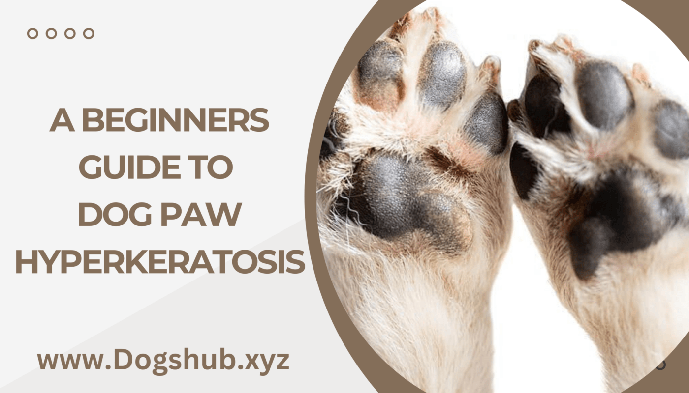 A Beginners Guide To Dog Paw Hyperkeratosis