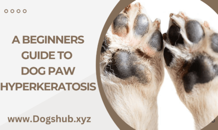 A Beginners Guide To Dog Paw Hyperkeratosis