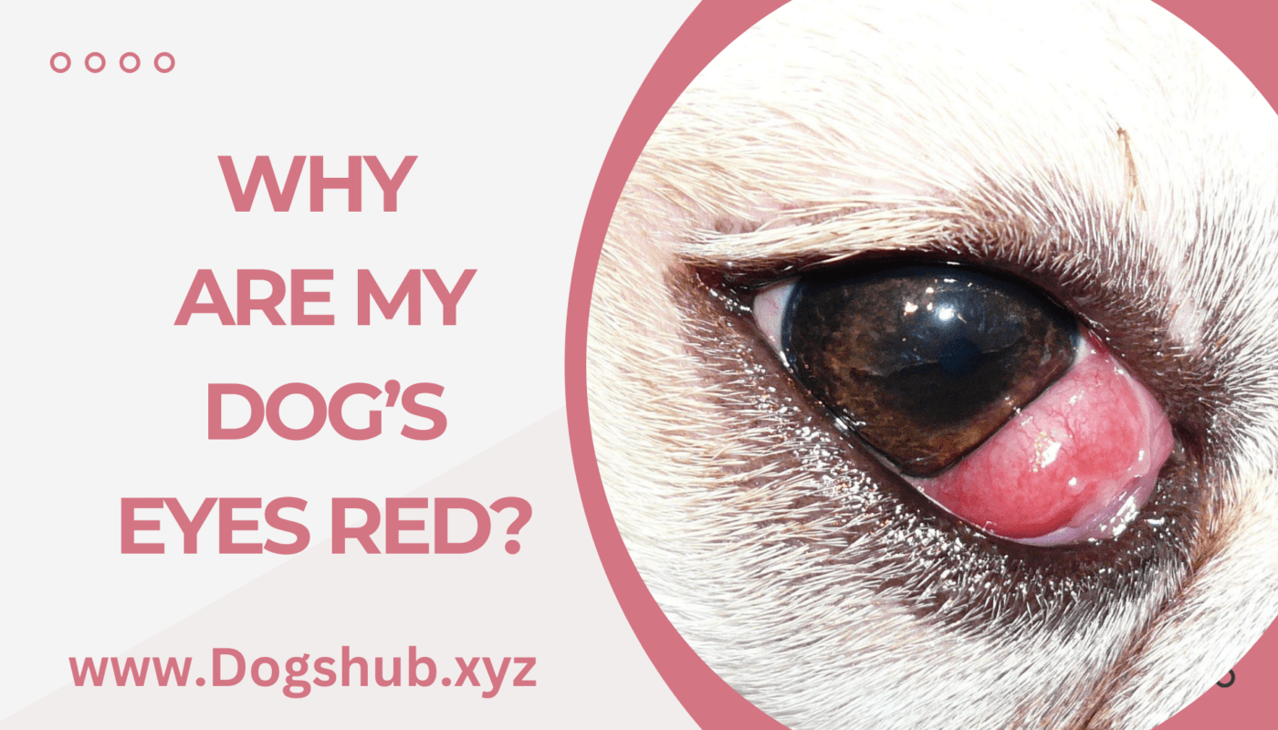 Why Are My Dog’s Eyes Red?