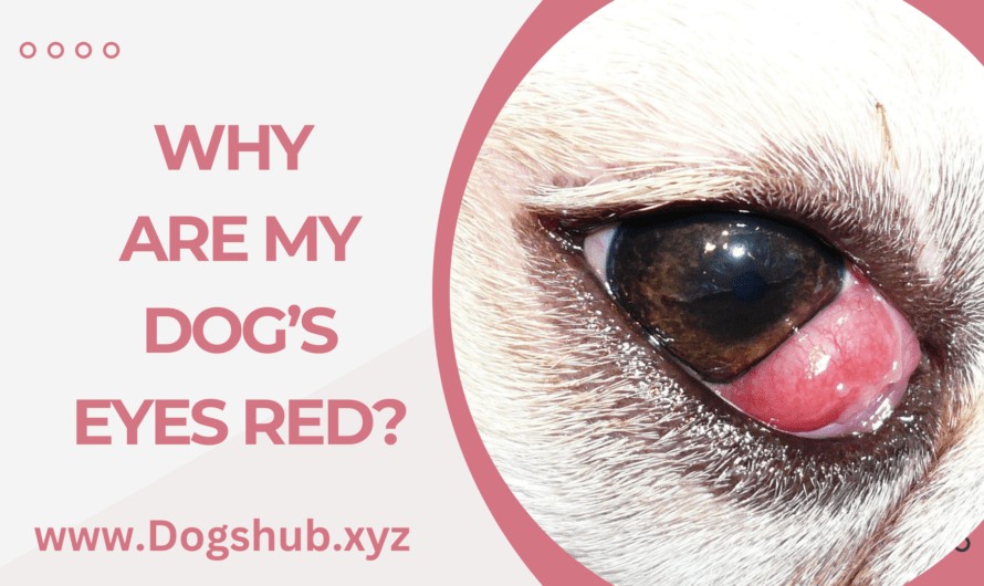 Why Are My Dog’s Eyes Red?