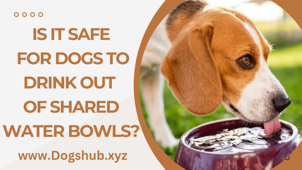 Is It Safe for Dogs To Drink Out of Shared Water Bowls?