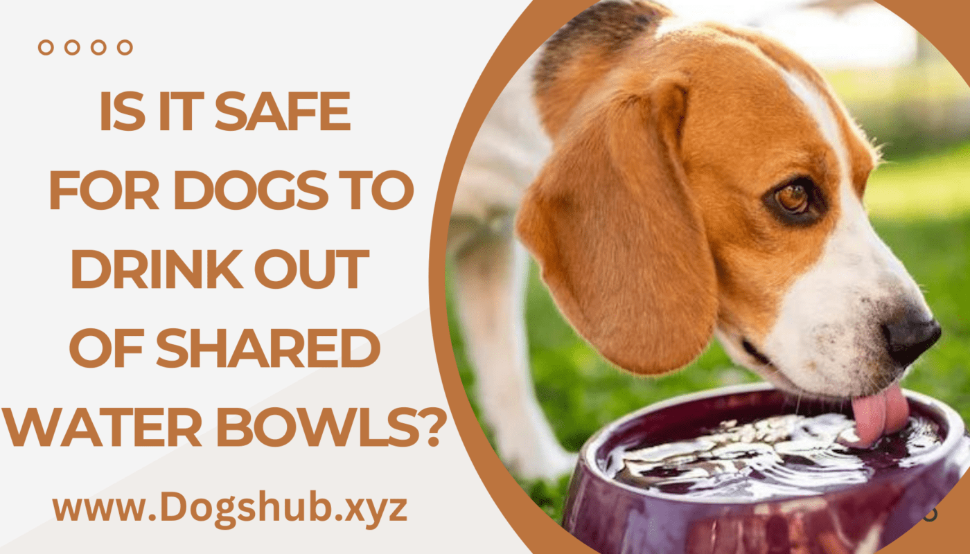 Is It Safe for Dogs To Drink Out of Shared Water Bowls?