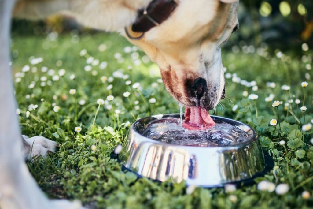 Is It Safe for Dogs To Drink Out of Shared Water Bowls?