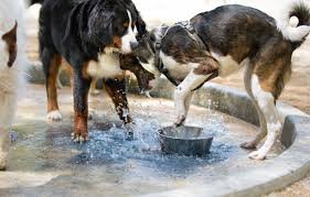 Is It Safe for Dogs To Drink Out of Shared Water Bowls?