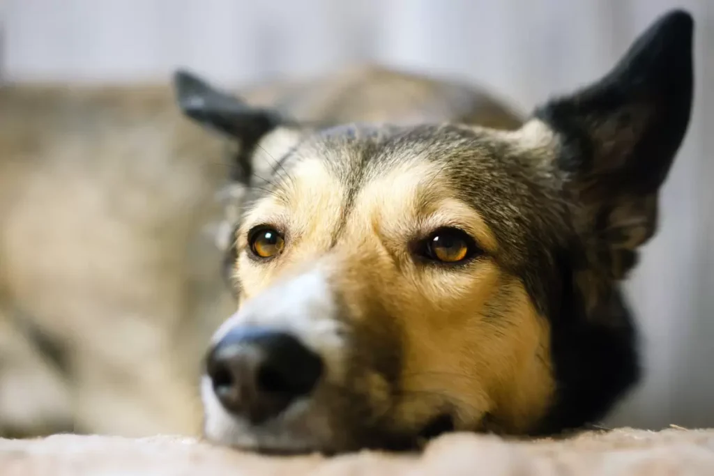 Lymphoma in Dogs: Symptoms and Treatment