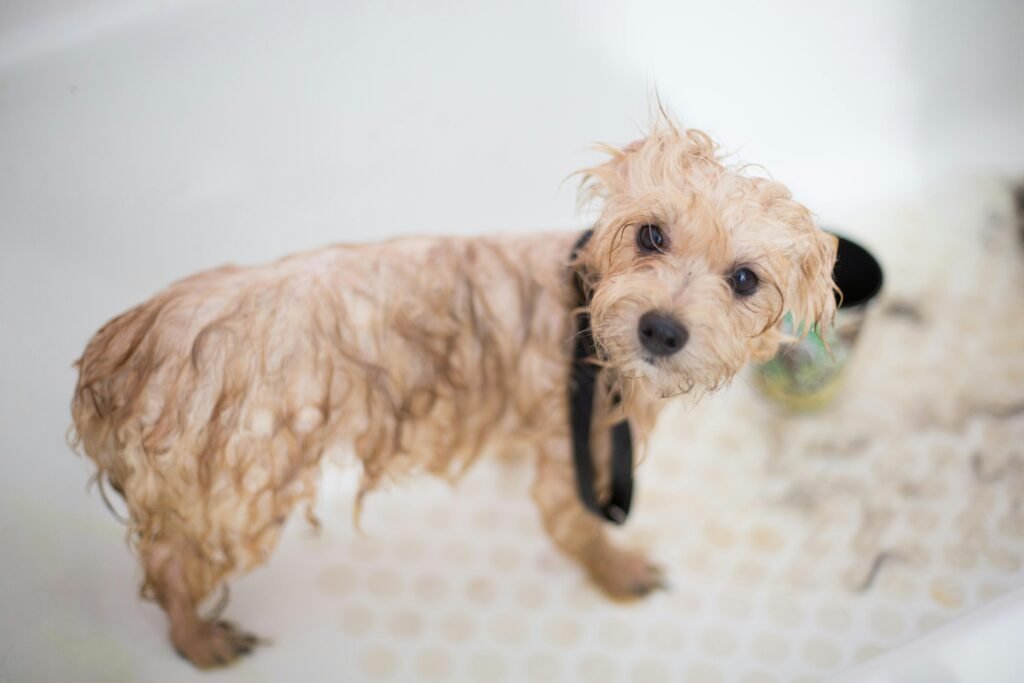 Top Tips for Getting Your Dog Used to Bathing