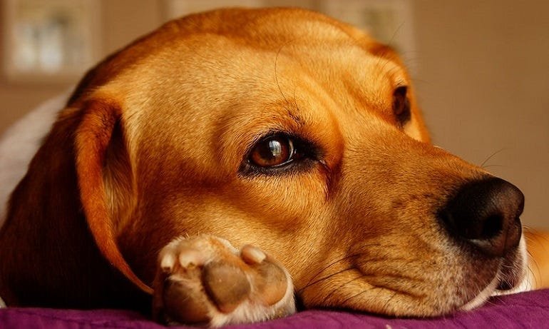 Dog Flu (Canine Influenza) in Dogs