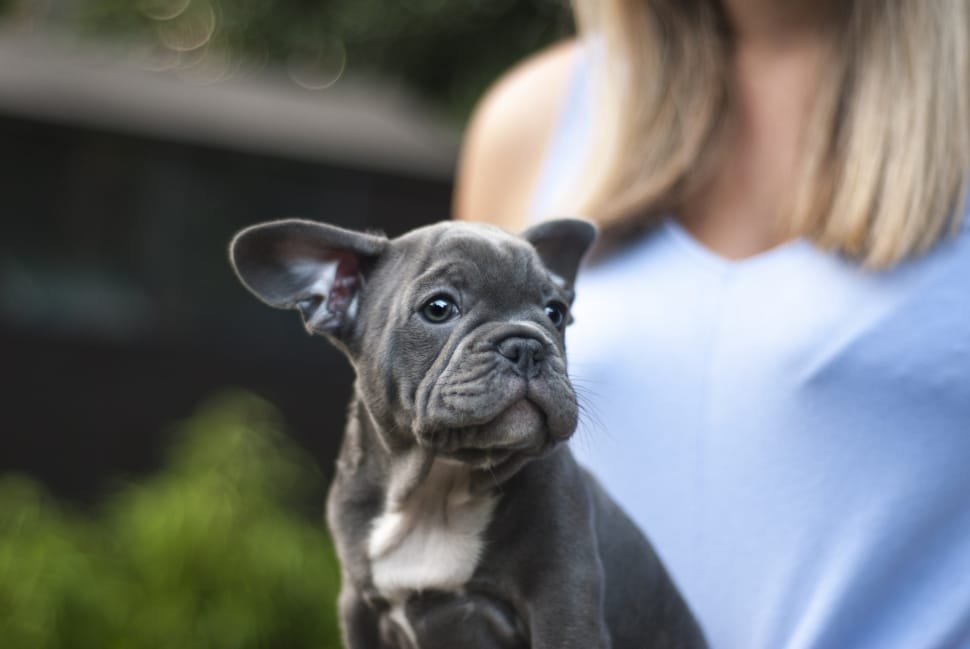 French Bulldog Training & Exercise