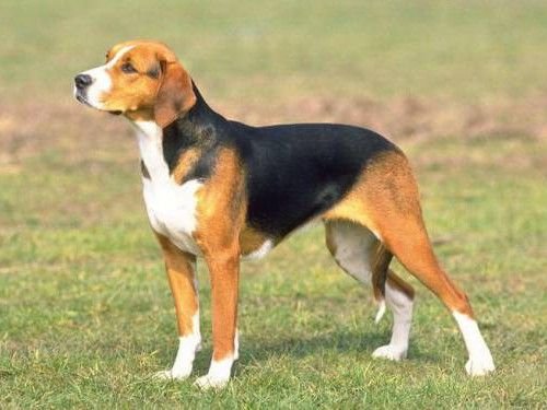 SWISS HOUND DOG BREED