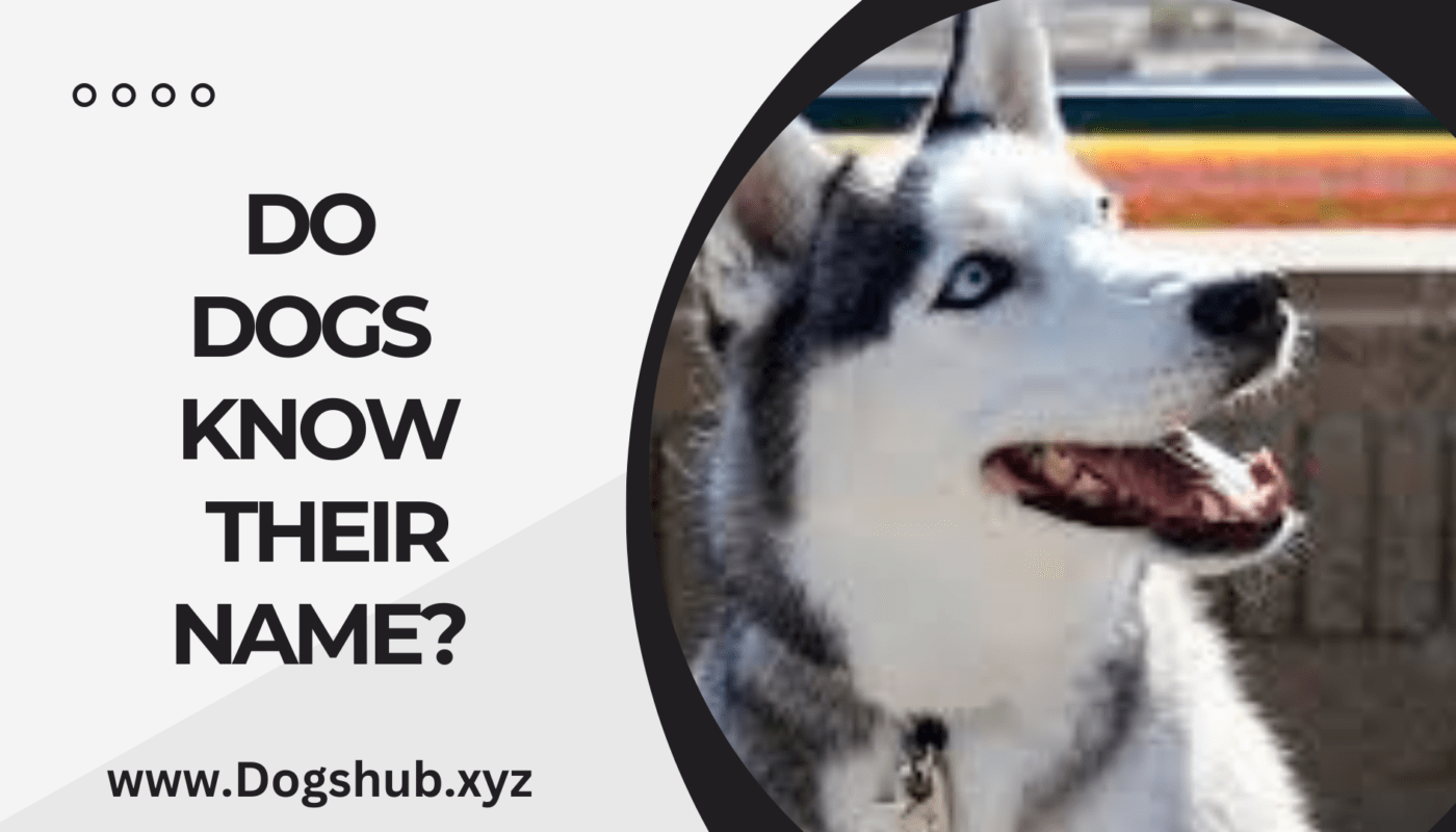 Do Dogs Know Their Name?