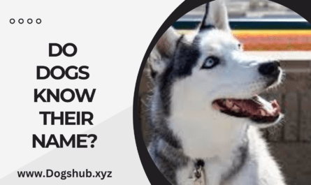 Do Dogs Know Their Name?