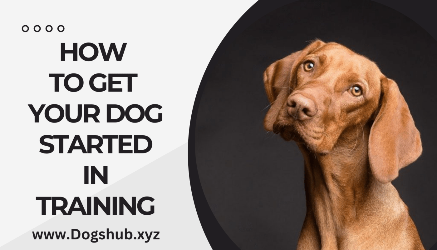 How to Get Your Dog Started in Training