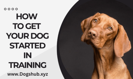 How to Get Your Dog Started in Training