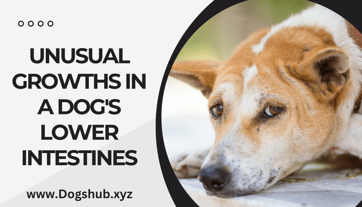 Unusual Growths in a Dog's Lower Intestines