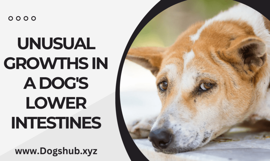 Unusual Growths in a Dog’s Lower Intestines