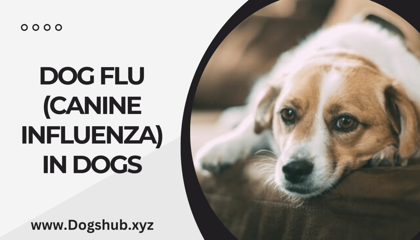 Dog Flu (Canine Influenza) in Dogs