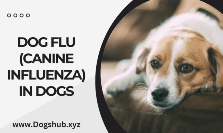 Dog Flu (Canine Influenza) in Dogs