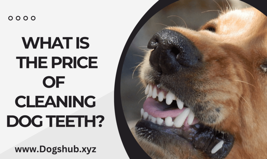 What Is the Price of Cleaning Dog Teeth?