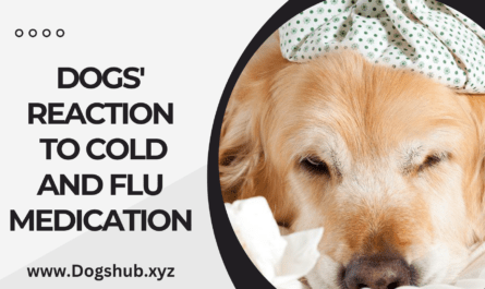 Dogs' Reaction to Cold and Flu Medication