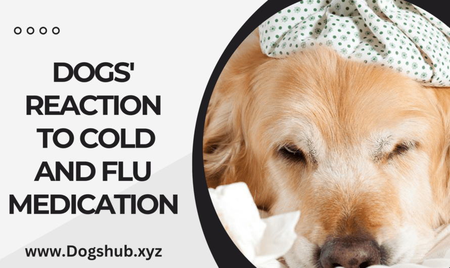 Dogs’ Reaction to Cold and Flu Medication