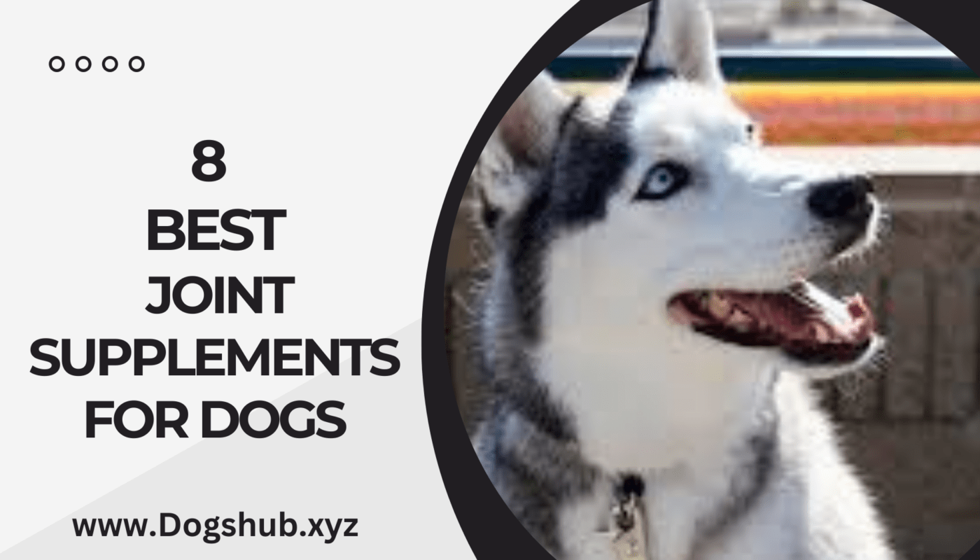 8 Best Joint Supplements For Dogs