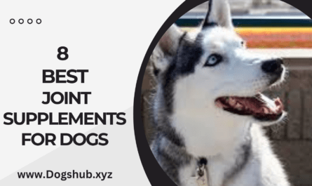 8 Best Joint Supplements For Dogs