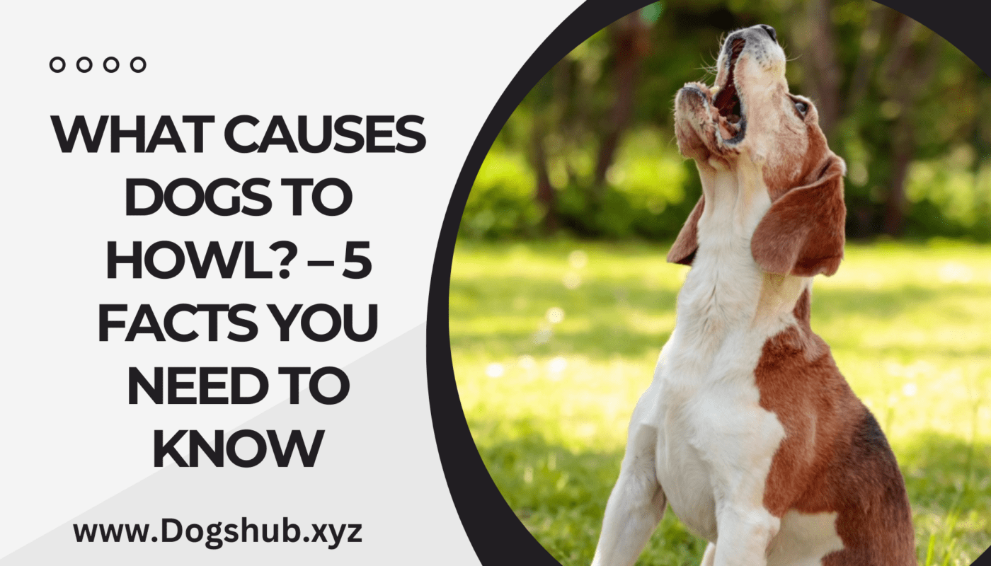 What Causes Dogs to Howl? – 5 Facts you need to know