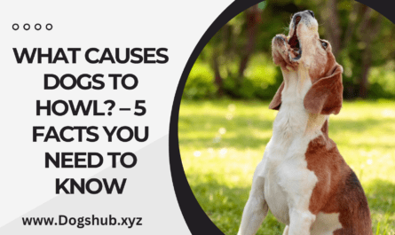 What Causes Dogs to Howl? – 5 Facts you need to know