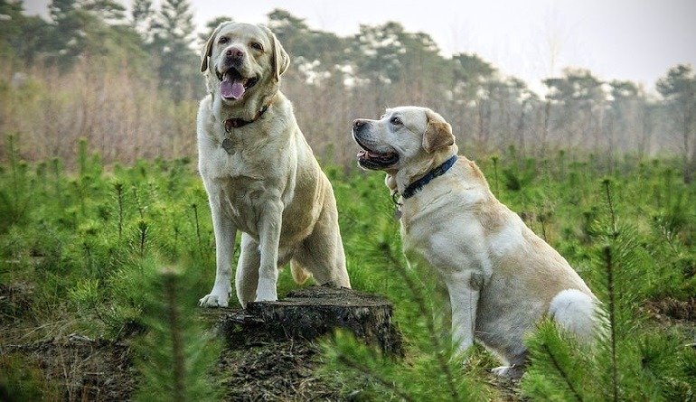 Training Techniques for Different Pets